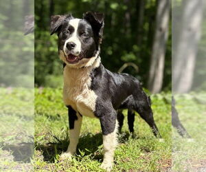 Border Collie-Unknown Mix Dogs for adoption in Clarkesville, GA, USA