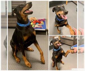 Doberman Pinscher Dogs for adoption in Westminster, MD, USA