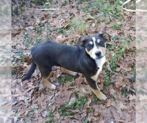 Mutt Dogs for adoption in Fayetteville, GA, USA