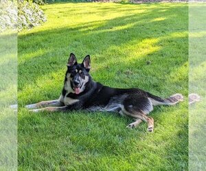 German Shepherd Dog-Unknown Mix Dogs for adoption in Sammamish, WA, USA