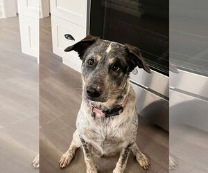 Labrador Retriever-Unknown Mix Dogs for adoption in Westwood, NJ, USA