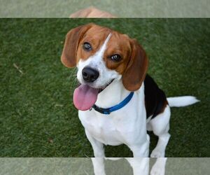 Beagle Dogs for adoption in Little Elm, TX, USA