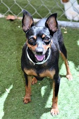 Miniature Pinscher Dogs for adoption in San Jacinto, CA, USA