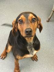 Beagle-Coonhound Mix Dogs for adoption in Forest, VA, USA