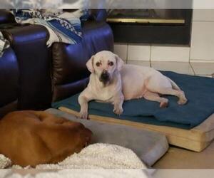 Labrador Retriever-Unknown Mix Dogs for adoption in Seminole, FL, USA