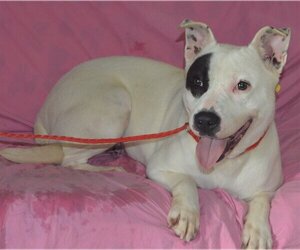 American Pit Bull Terrier-Unknown Mix Dogs for adoption in Mount Vernon, AR, USA