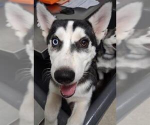 - Mix Dogs for adoption in Bakersfield, CA, USA
