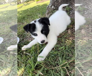 Labrador Retriever-Unknown Mix Dogs for adoption in Royal Palm Beach, FL, USA