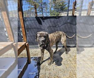 Mastiff Dogs for adoption in Frisco, CO, USA