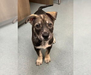 German Shepherd Dog-Unknown Mix Dogs for adoption in Baytown, TX, USA