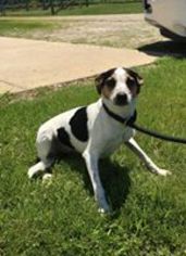 Jack-Rat Terrier Dogs for adoption in Baraboo, WI, USA