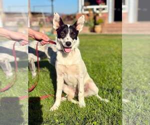 Mutt Dogs for adoption in Paso Robles, CA, USA