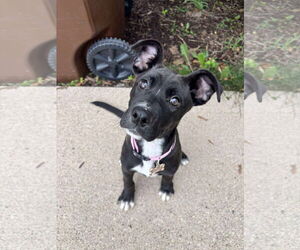 Mutt Dogs for adoption in Germantown, OH, USA