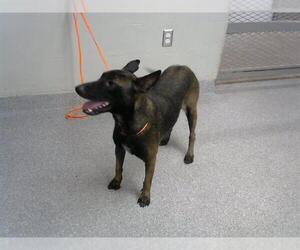 Mutt Dogs for adoption in Pasadena, TX, USA