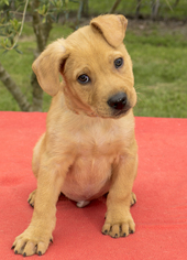 Medium Photo #1 Chinese Shar-Pei-Labrador Retriever Mix Puppy For Sale in Santa Fe, TX, USA