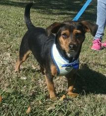 Beagle Dogs for adoption in Pembroke, GA, USA