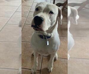 Dogo Argentino Dogs for adoption in Sanford, FL, USA