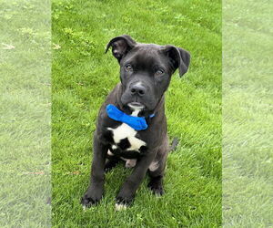 Labrador Retriever-Staffordshire Bull Terrier Mix Dogs for adoption in Phoenix, AZ, USA