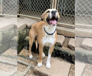 Boxer-Mountain Cur Mix Dogs for adoption in Mountain View, AR, USA