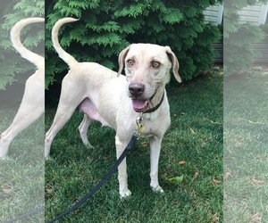 Labmaraner Dogs for adoption in Mechanicsburg, PA, USA