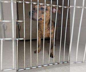 Catahoula Leopard Dog-Unknown Mix Dogs for adoption in Oklahoma City, OK, USA