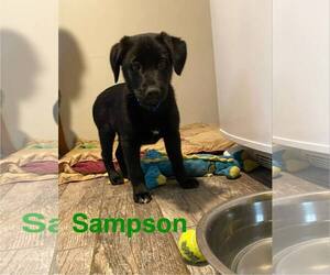 Labrador Retriever-Unknown Mix Dogs for adoption in Mechanicsburg, PA, USA