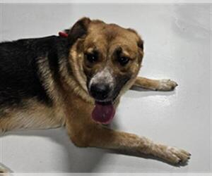 German Shepherd Dog Dogs for adoption in Temple, TX, USA