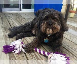 Shih-Poo Dogs for adoption in Monkton, MD, USA