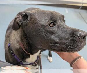 American Pit Bull Terrier-Labrador Retriever Mix Dogs for adoption in Denver, CO, USA