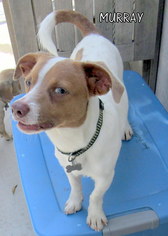 Jack-A-Bee Dogs for adoption in Lindsay, CA, USA