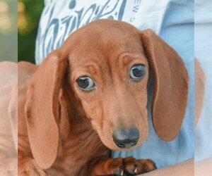 Dachshund Dogs for adoption in Huntley, IL, USA