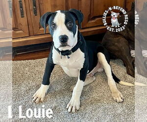 Great Dane-Staffordshire Bull Terrier Mix Dogs for adoption in Omaha, NE, USA