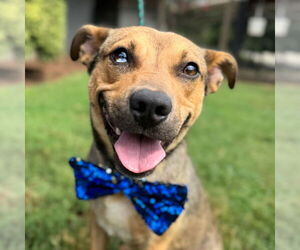 Mutt Dogs for adoption in Shelburne, VT, USA