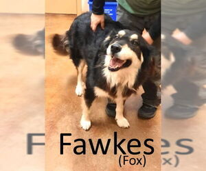 Australian Shepherd-German Shepherd Dog Mix Dogs for adoption in Mountain View, AR, USA