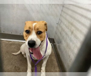 American Pit Bull Terrier Dogs for adoption in San Bernardino, CA, USA