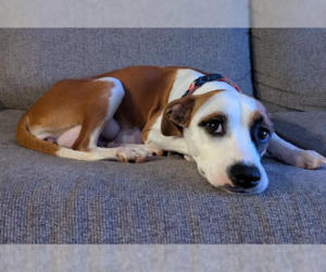Mutt Dogs for adoption in Brooklyn Center, MN, USA