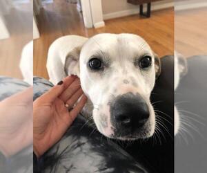 Lab-Pointer Dogs for adoption in Arlington, VA, USA