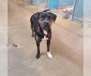 Rottweiler Dogs for adoption in Easton, PA, USA
