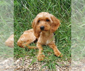 Poodle (Miniature) Dogs for adoption in Lake City, MI, USA