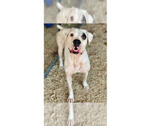 Boxer Dogs for adoption in Austin, TX, USA