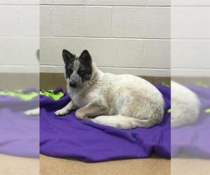 Akita-Unknown Mix Dogs for adoption in Crystal Lake , IL, USA