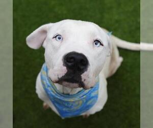 American Staffordshire Terrier-Unknown Mix Dogs for adoption in San Antonio, TX, USA
