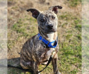 Catahoula Leopard Dog Dogs for adoption in Walnutport, PA, USA