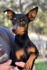 Miniature Pinscher Dogs for adoption in Fresno, CA, USA