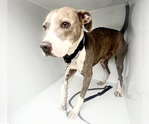 Mutt Dogs for adoption in Houston, TX, USA