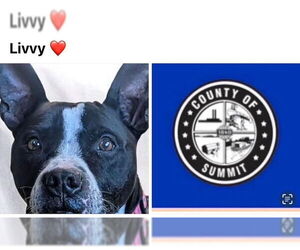 American Pit Bull Terrier Dogs for adoption in Akron, OH, USA