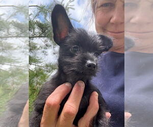 Pomeranian-Poodle (Toy) Mix Dogs for adoption in Berlin, MD, USA