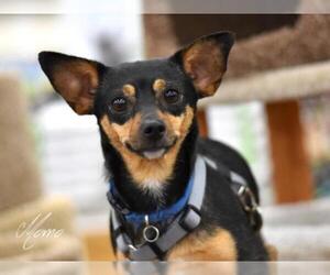 Chiweenie Dogs for adoption in The Woodlands, TX, USA