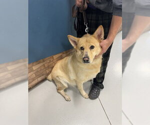 German Shepherd Dog-Unknown Mix Dogs for adoption in Temple, TX, USA