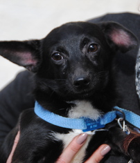 Chiweenie Dogs for adoption in Philadelphia, PA, USA